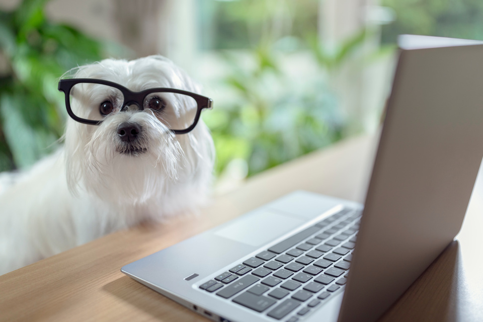 Dog using laptop computer