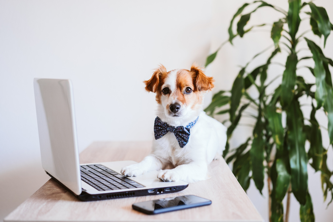Cute Jack Russell Dog Working on Laptop